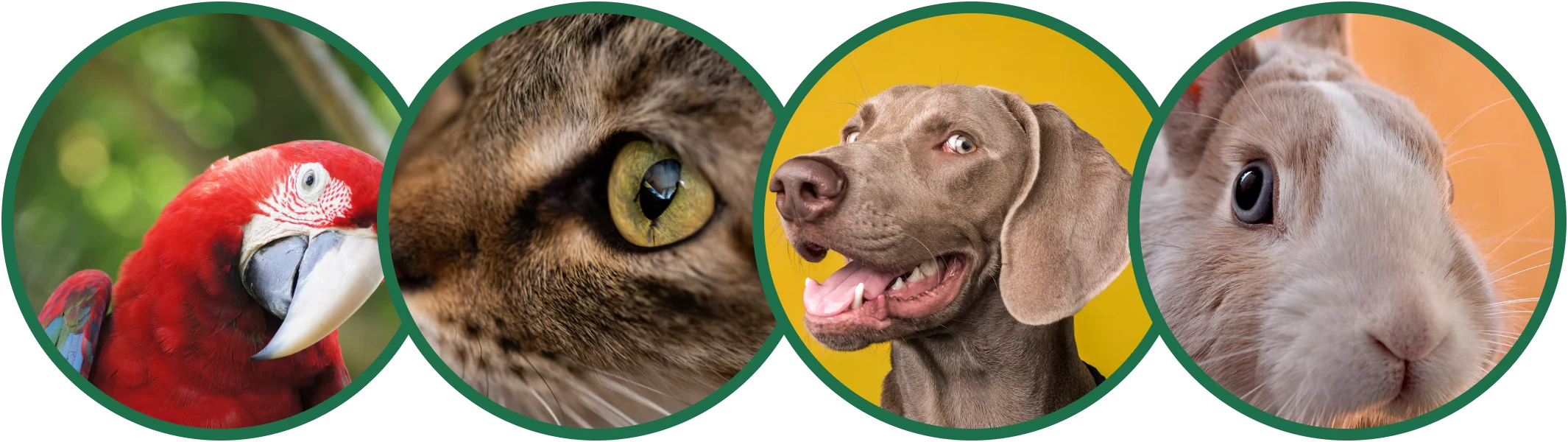 Kuş, kedi, köpek ve tavşan fotoğrafları
